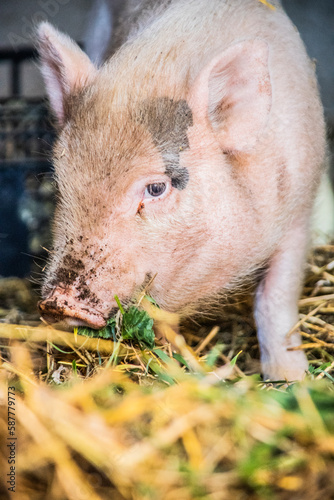 cochon