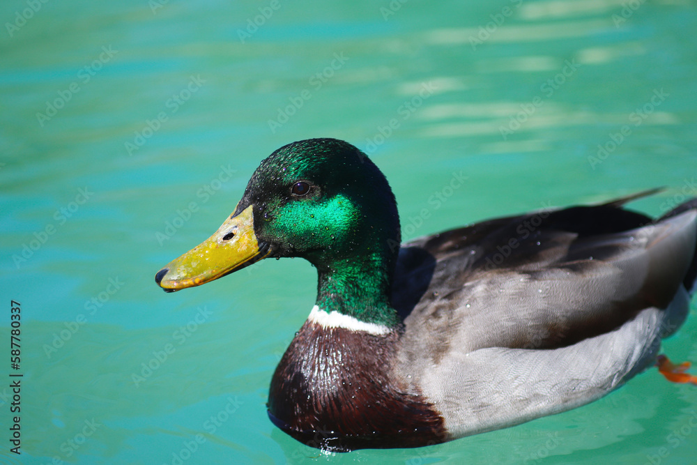 Fototapeta premium Green necked duck in the water