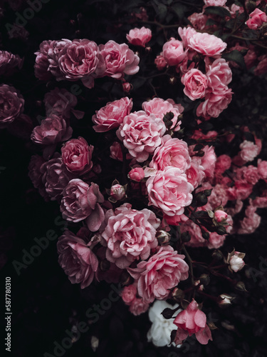 Pink roses © Margarita