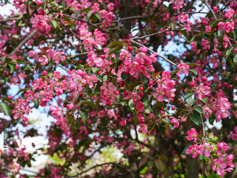 An apple tree blossom with pink flowers. Springtime. Full frame. An apple tree blossom with pink flowers. Springtime. Full frame.