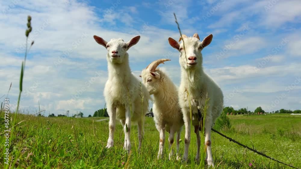 Milky-white goats walk on the green grass in the field. farming, walking pets in the field, the concept of healthy subsistence farming Milky-white goats walk on the green grass in the field. farming, walking pets in the field, the concept of healthy subsistence farming