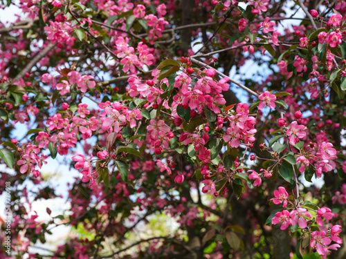An apple tree blossom with pink flowers. Springtime. Full frame.