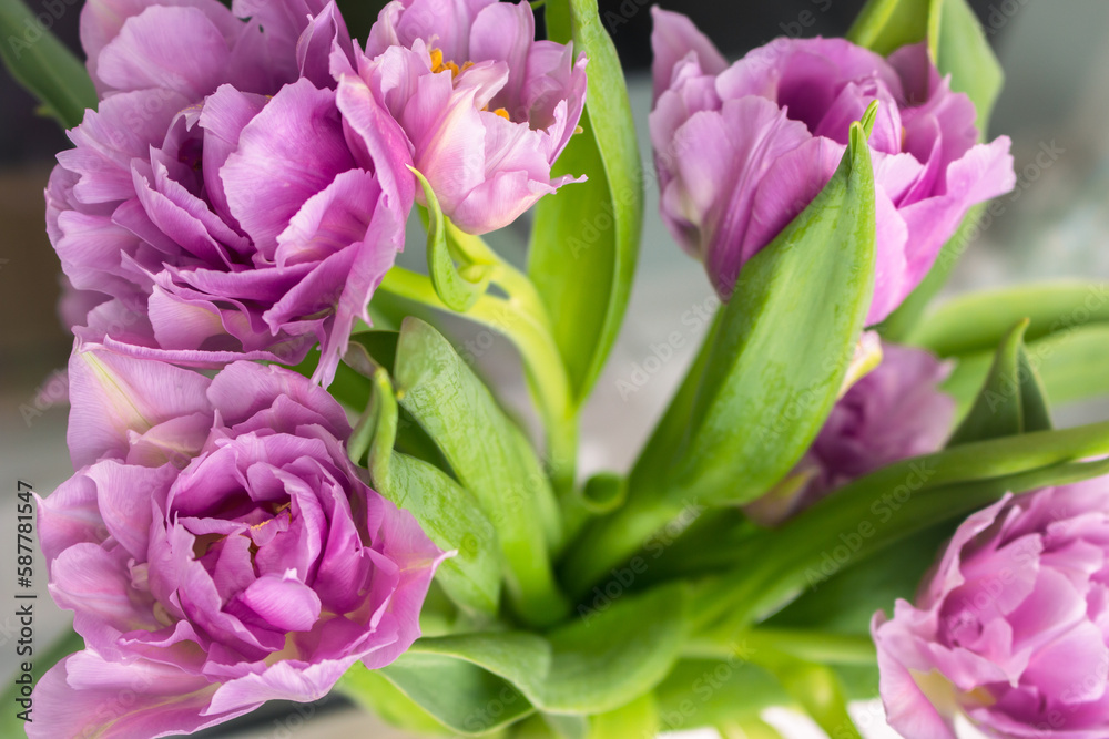 Bouquet of pink tulips. Springtime concept. Spring bright flowers. Floral romantic gift. Spring nature background. Purple flowers close up. Beauty in nature. Blooming tulips. Bouquet of pink tulips. Springtime concept. Spring bright flowers. Floral romantic gift. Spring nature background. Purple flowers close up. Beauty in nature. Blooming tulips.