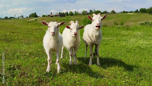 Milky-white goats walk on the green grass in the field. farming, walking pets in the field, the concept of healthy subsistence farming photo