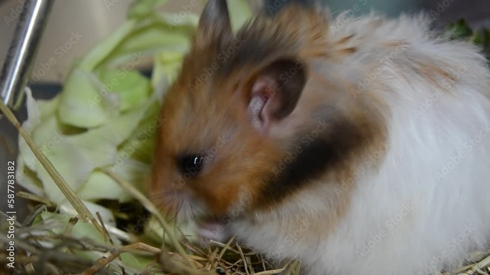 Cute syrian hamster eating canage. Close up. High quality FullHD footage Cute syrian hamster eating canage. Close up. High quality FullHD footage