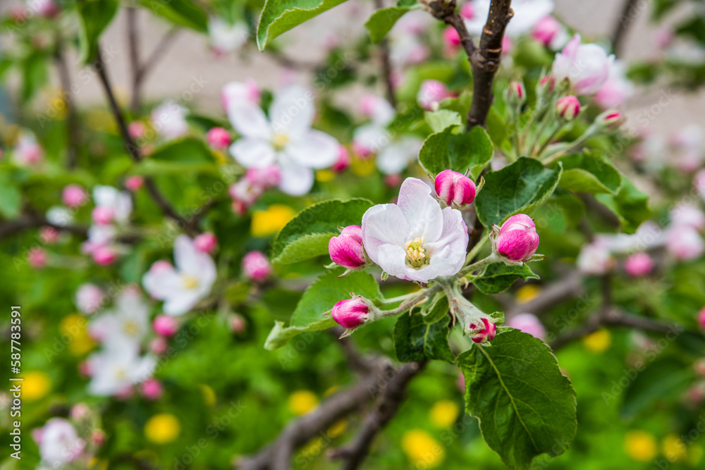 The apple tree is blooming. Spring gently pink flowers of an apple-tree.