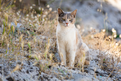 Fototapeta Naklejka Na Ścianę i Meble -  Stray calico cat sitting outdoors on the Greek island Thasos