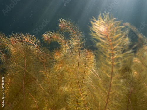 Alternate water-milfoil aquatic plant underwater photo