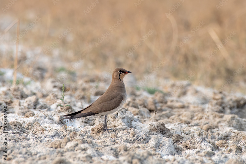 Collared pratincole or Glareola pratincola observed near Nalsarovar in India