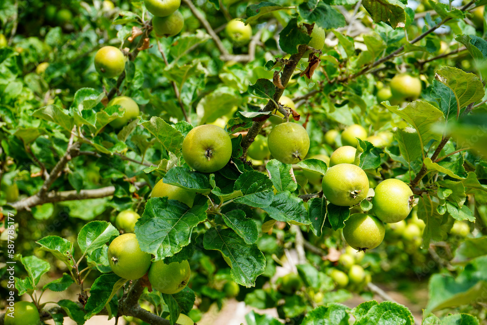 Close up of green apples growing in a apple tree Close up of green apples growing in a apple tree