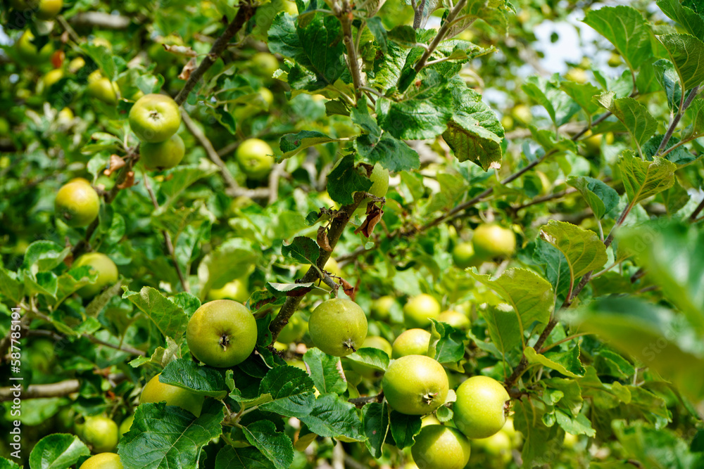 Close up of green apples growing in a apple tree   