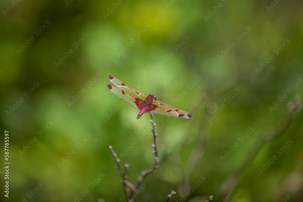 A ruby meadowhawk dragonfly resting on a plant along the shores of a lake in northern Ontario. A ruby meadowhawk dragonfly resting on a plant along the shores of a lake in northern Ontario.