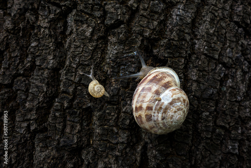 Baby snail and her mother climb up on a tree photo