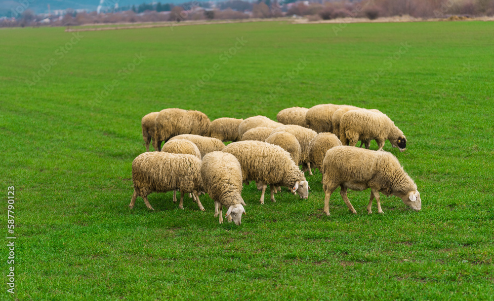 Sheep and rams graze on a green meadow Sheep and rams graze on a green meadow