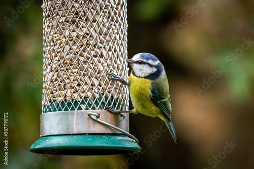 A blue tit perched on a sunflower seed bird feeder in a Sussex garden