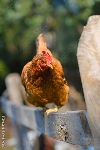 chicken on a wooden fence photo