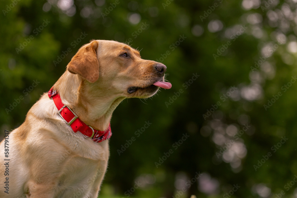 dog licking his lips close up, dog care concept dog licking his lips close up, dog care concept