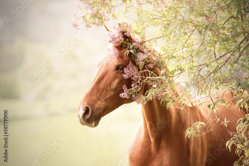 Fototapeta Naklejka Na Ścianę i Meble -  horse spring
