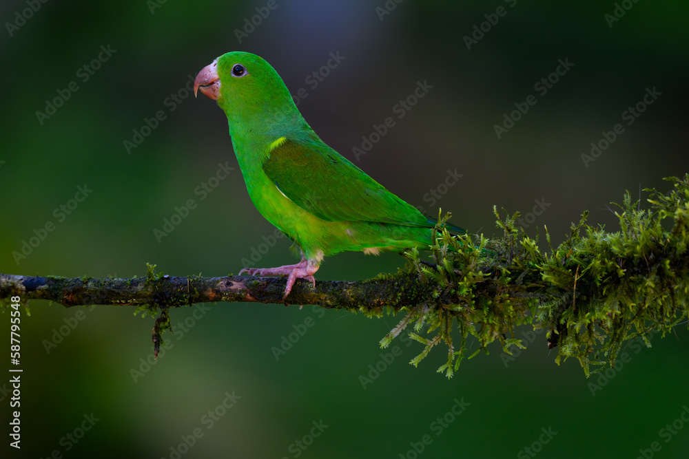 Plain Parakeet on mossy stick against dark  green background