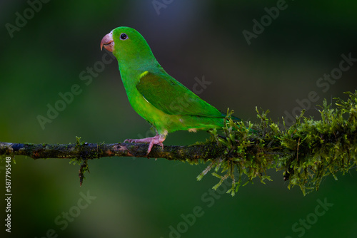 Plain Parakeet on mossy stick against dark green background