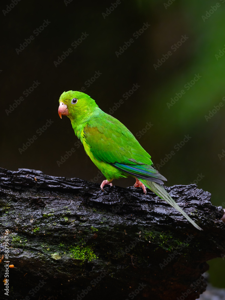 Plain Parakeet on snag on rainy day against dark green background Plain Parakeet on snag on rainy day against dark green background