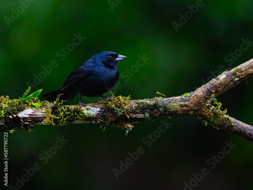 Ruby-crowned Tanager on mossy stick against green background © FotoRequest
