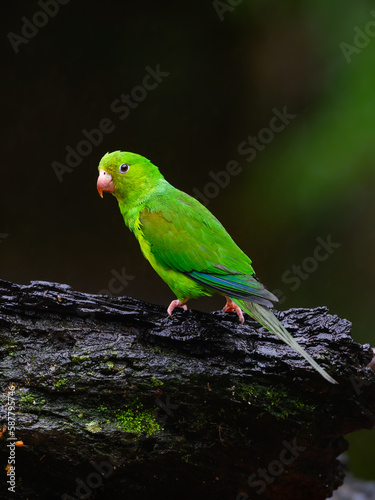 Plain Parakeet on snag on rainy day against dark green background