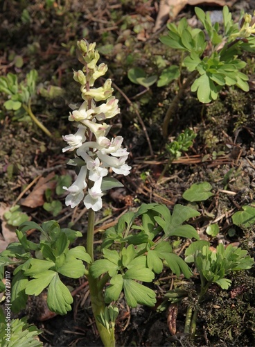 white flowers of  Corydalis solida blossoming plant at spring