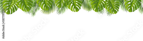 Tropical Border Isolated