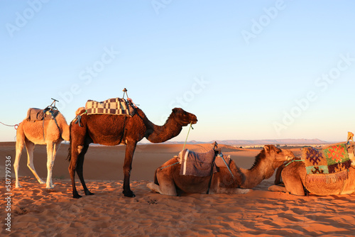 砂漠のラクダ © Sui