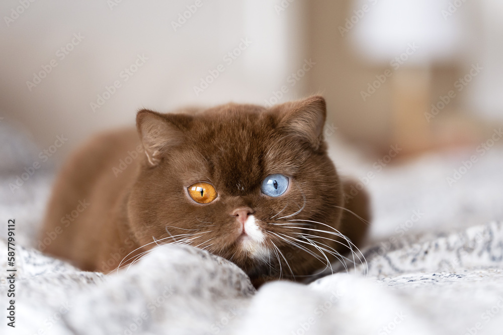 Traumhaft schöne und edle Britisch Kurzhaar Katze in cinnamon Odd eyed