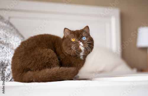 Traumhaft schöne und edle Britisch Kurzhaar Katze in cinnamon Odd eyed © Wabi-Sabi Fotografie
