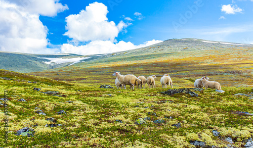 Sheep grazing in mountain landscape panorama Rondane National Park Norway. photo
