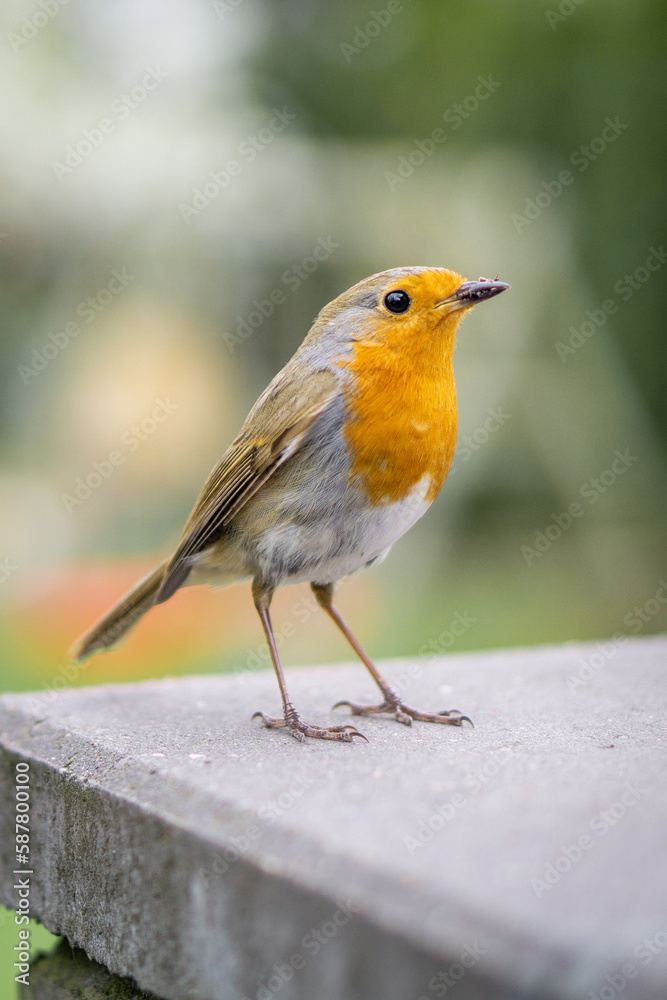 Fototapeta premium Rotkehlchen