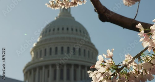 Close-up Of Cherry Blossoms With U.S. Capitol Dome In Background On A Sunny Spring Morning, Washington D.C. photo