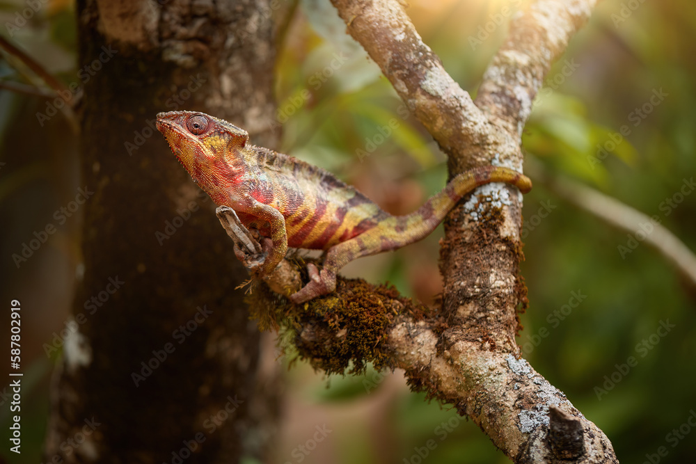  Chameleons of Madagascar: Red, yellow and brown striped Panther Chameleon, Furcifer pardalis in typical forest environment.  Andasibe, Madagascar.