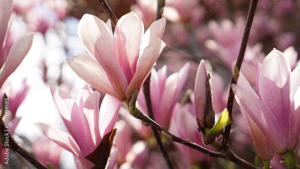 Beautiful magnolia tree flowers