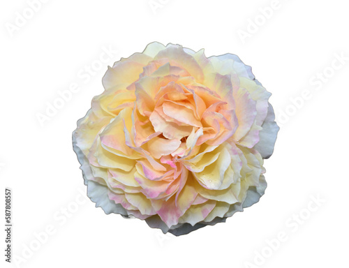 Yellow and Pink rose no background