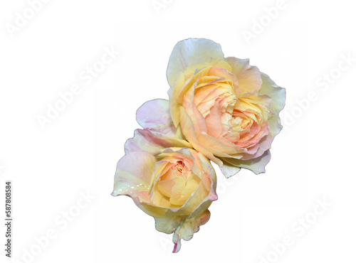 Yellow and Pink Roses no Background