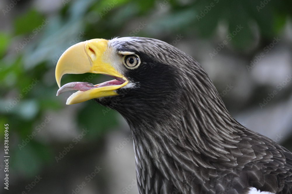 Obraz premium Steller's Sea-Eagle (Haliaeetus pelagicus) portrait