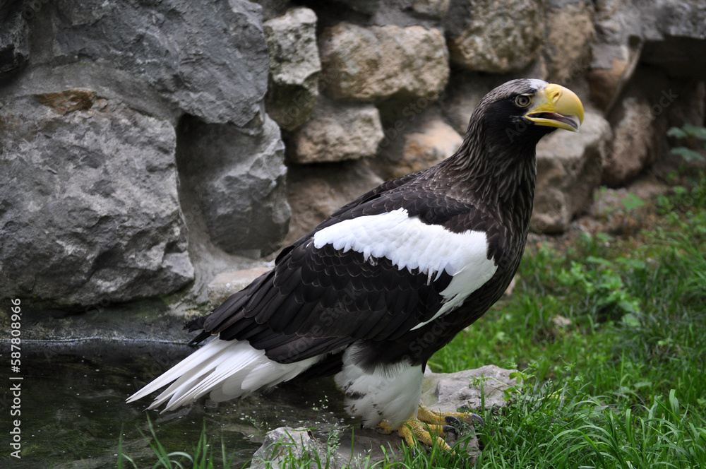 Obraz premium Steller's Sea-Eagle (Haliaeetus pelagicus) portrait