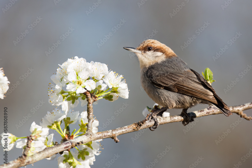 Fototapeta premium Brown-headed Nuthatch