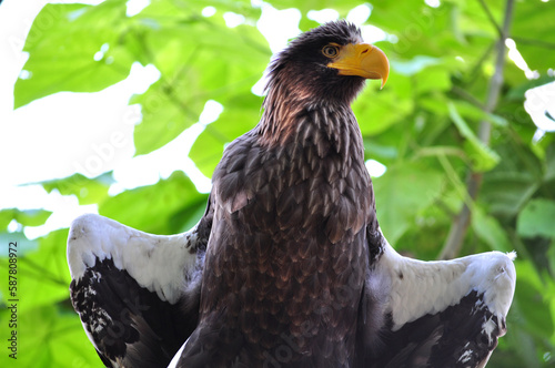 Steller's Sea-Eagle (Haliaeetus pelagicus) portrait photo