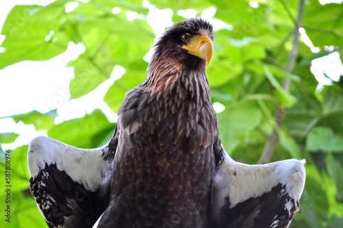 Steller's Sea-Eagle (Haliaeetus pelagicus) portrait photo