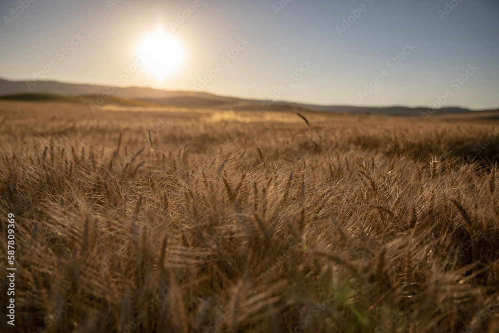 Wheat spikes dried and ready to be harvested in summer, Turkey.