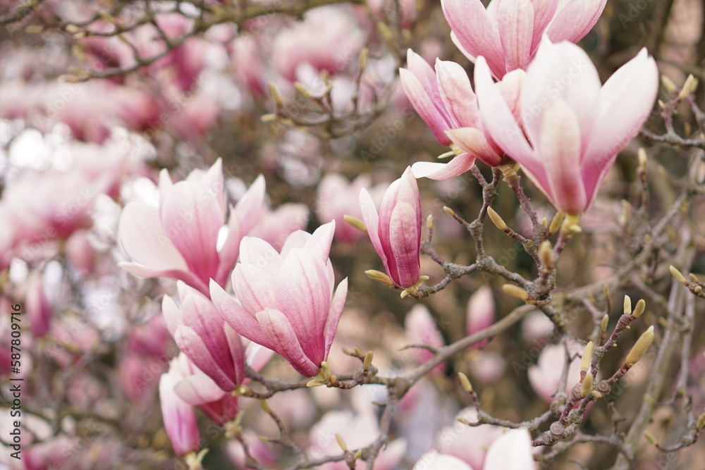 Obraz premium Beautiful magnolia tree flowers