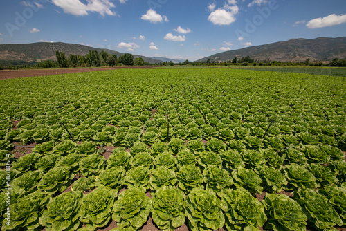 Green lettuces on field. Grown and ready to be harvested.