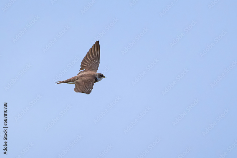 Obraz premium Sand martin in flight above the water (Riparia riparia)
