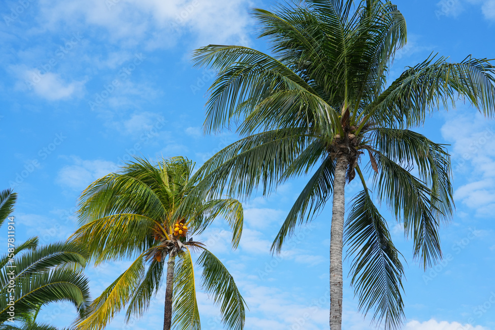 low angle of coconut tree under blue sky