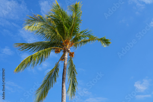 low angle of coconut tree under blue sky